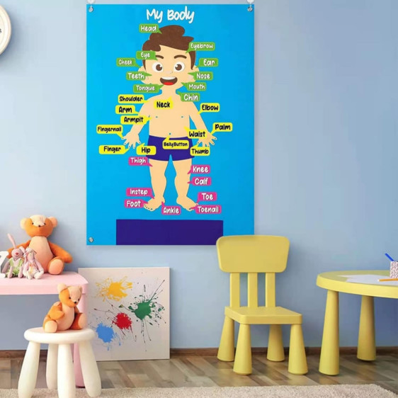 لوحة فلين جسم الانسان