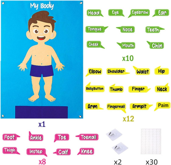 لوحة فلين جسم الانسان